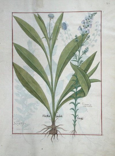 Devils-Bit Scabious and Toadflax, Illustration from The Book of Simple Medicines, by Mattheaus Platearius (d.c.1161) c.1470 by Robinet Testard